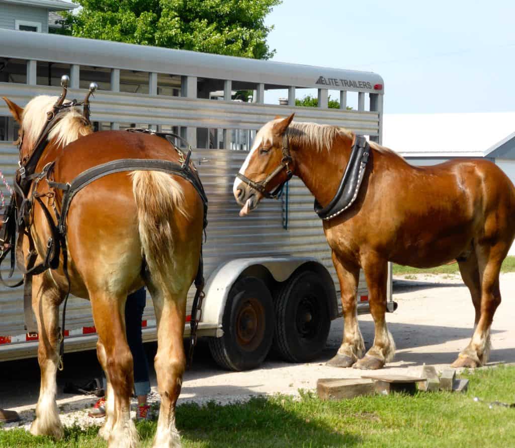 draft horses