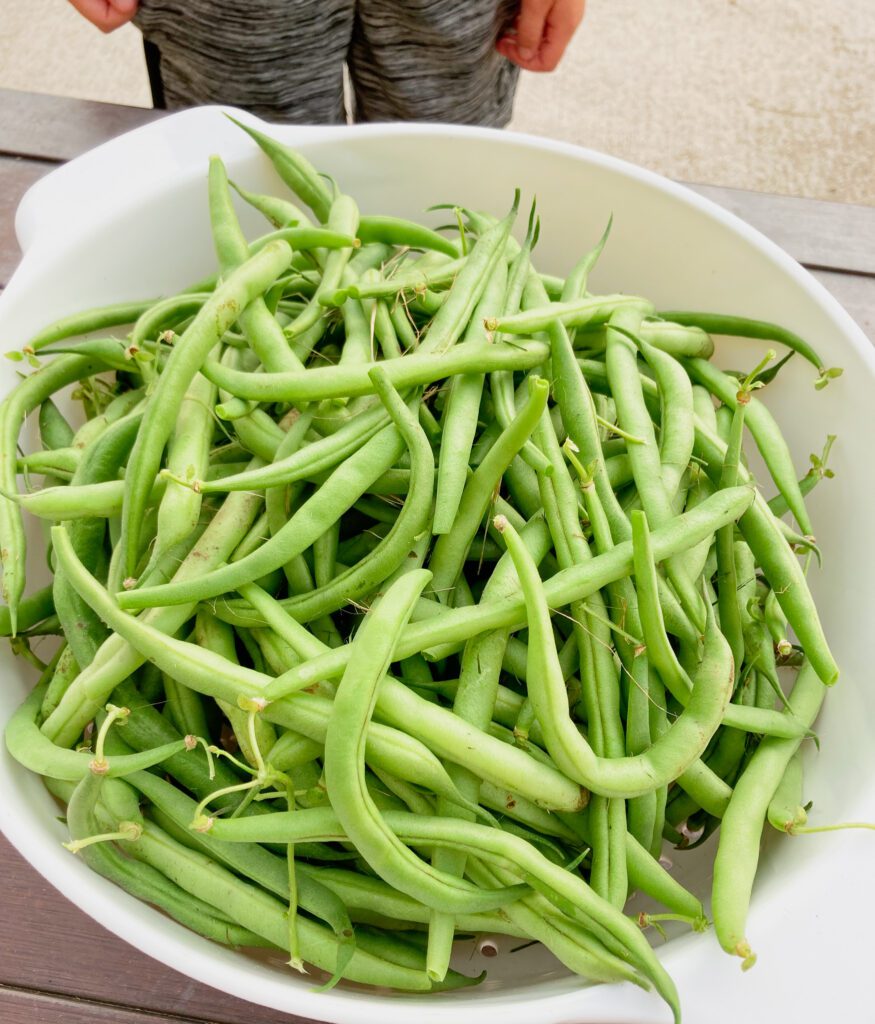 A bowl of green beans picked from the garden.