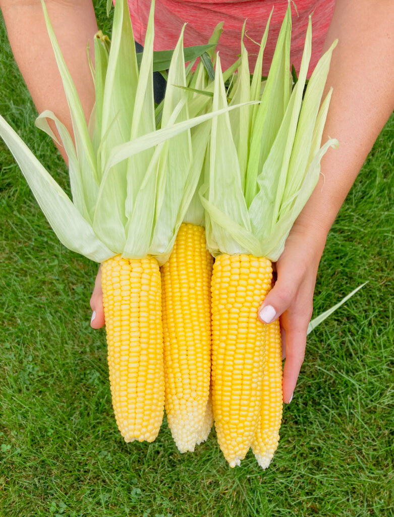 TFGC holding fresh corn on the cob