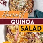 Harvest quinoa salad with squash and dried cranberries.