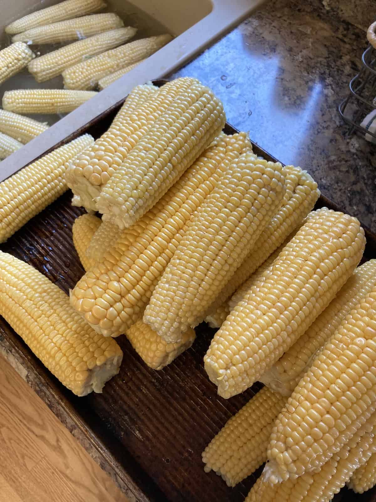 Husked sweet corn on a sheet pan preparing to freeze.