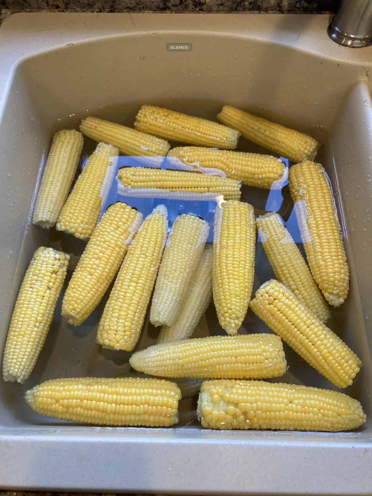 Blanched corn on the cob in a sink of water.