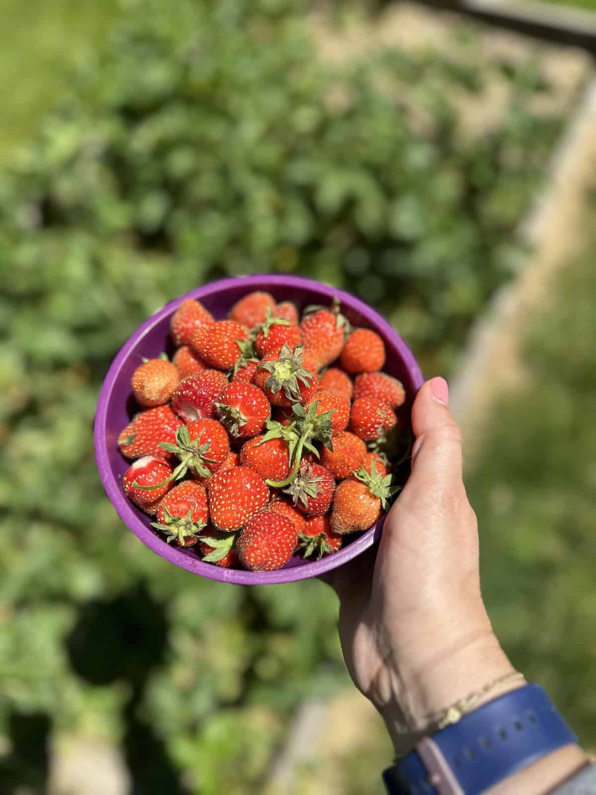 A hand holding a bowl of freshly picked strawberries in a strawberry patch.