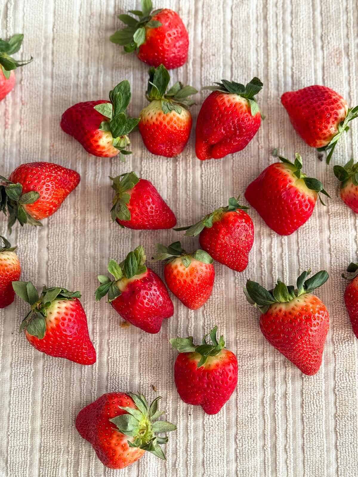 Fresh strawberries washed and drying completely on a towel before dipping in chocolate.
