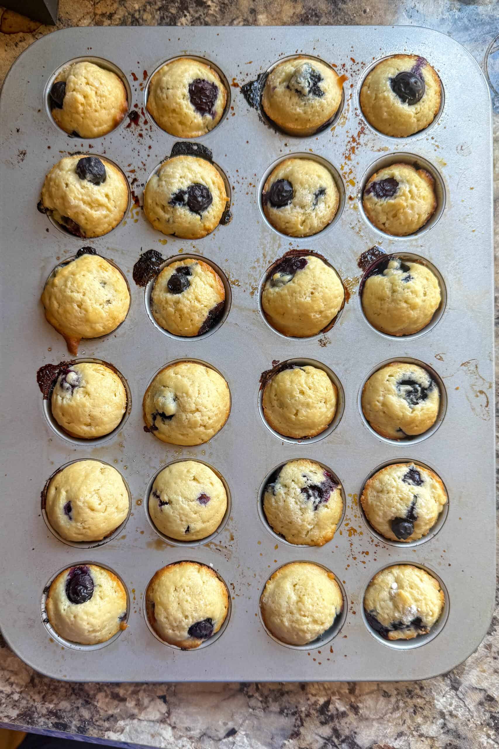Freshly baked mini blueberry muffins in the muffin pan.