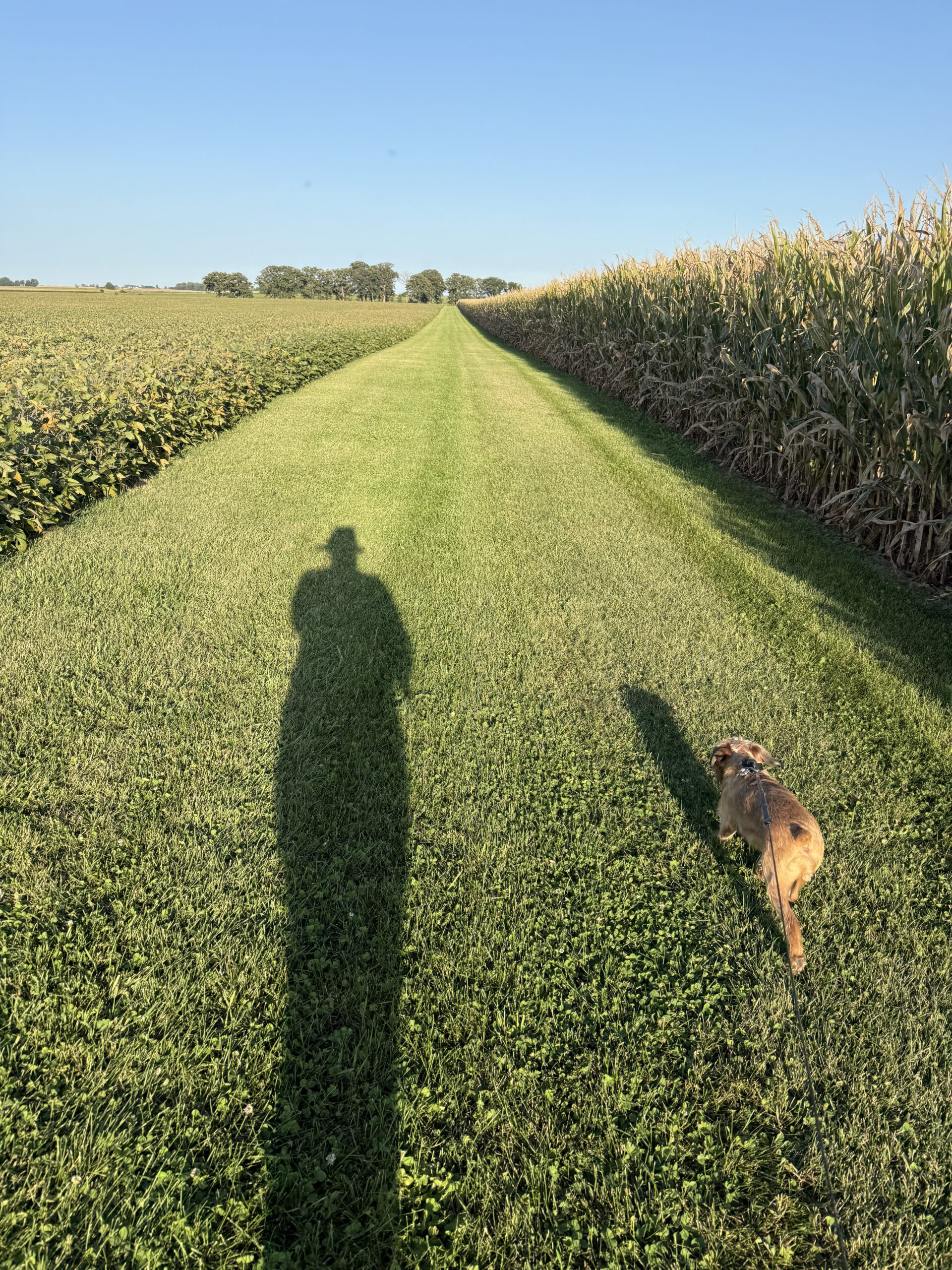 Walking in a pathway between two corn fields.